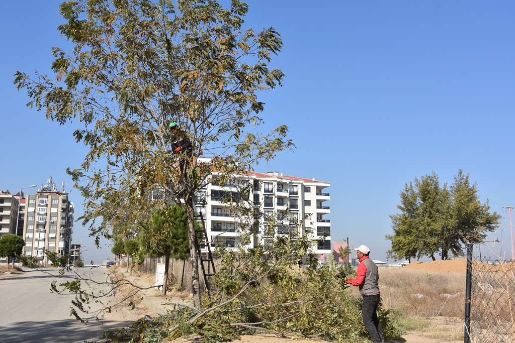 Ağaç Budama  İşlemleri Tüm Yıl Boyunca Aralıksız  Devam  Ediyor