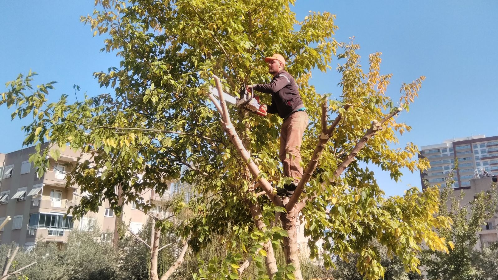 Alaşehir Belediyesi’ne Bağlı Ekiplerce İlçe Merkezindeki Ağaçların Bakım ve Budama Çalışmaları Devam Ediyor