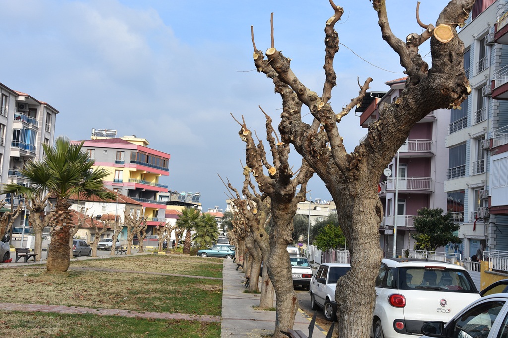 Alaşehir  Belediyesi Park ve Bahçeler Müdürlüğü Ekiplerince, Şehir Genelindeki Ağaçlar Budanıyor