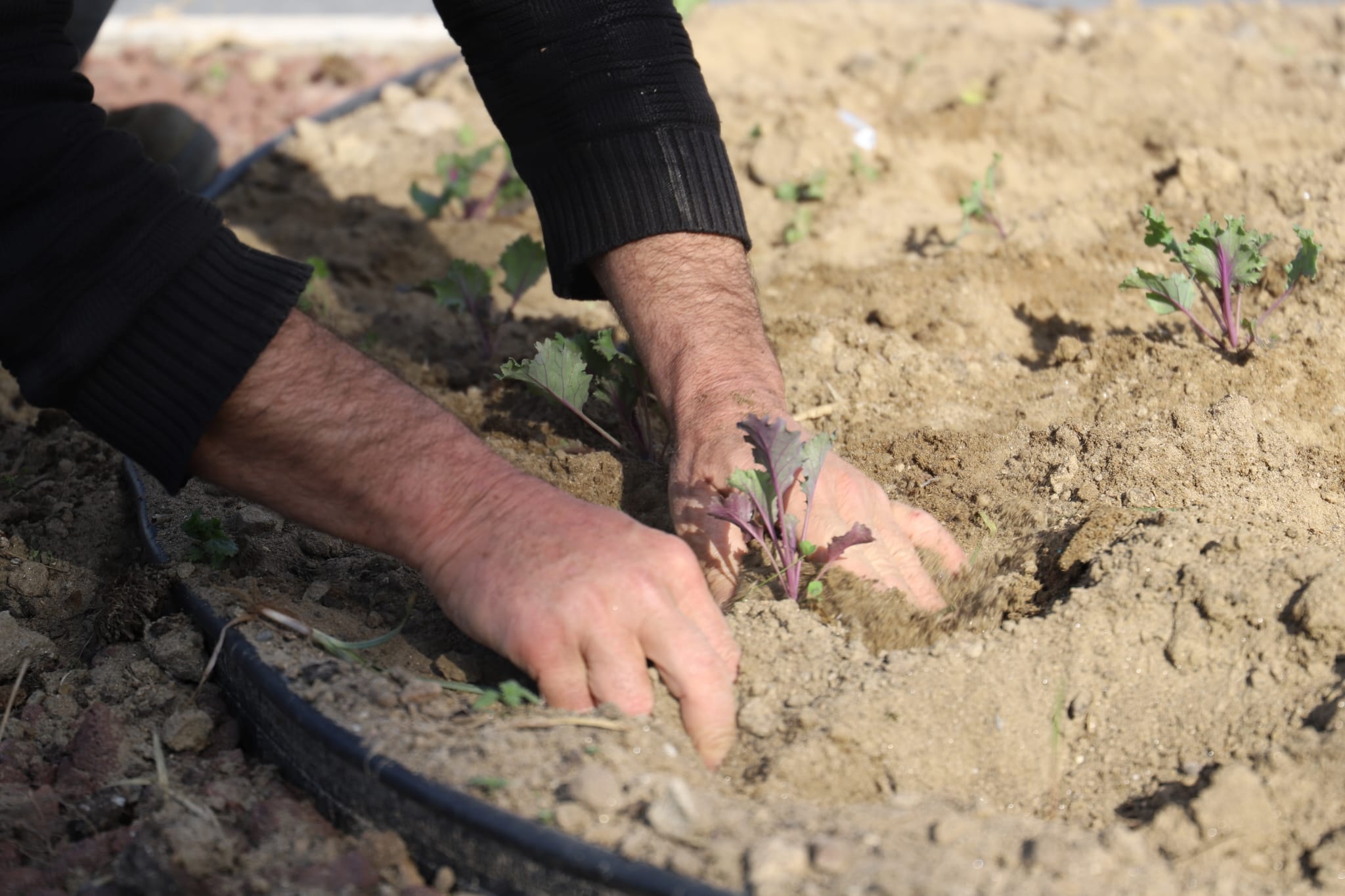  Mevsimlik Çiçekleri Toprakla Buluşturmaya Devam Ediyor