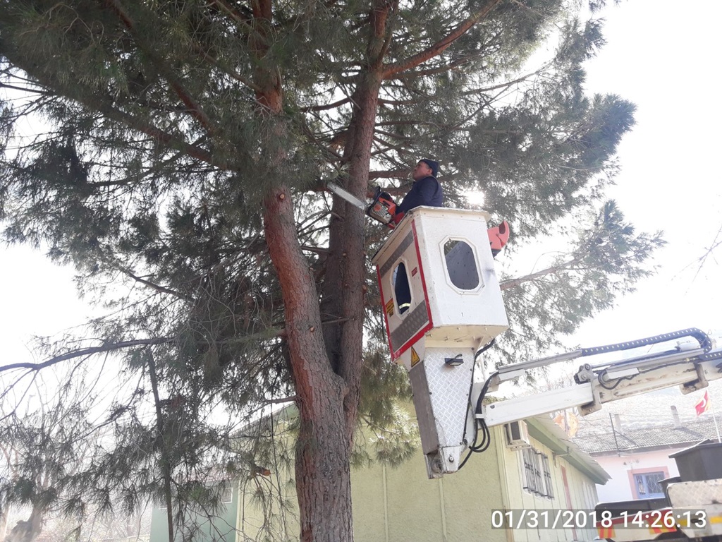 Okul Bahçelerinde Ağaç Budama Devam Ediyor
