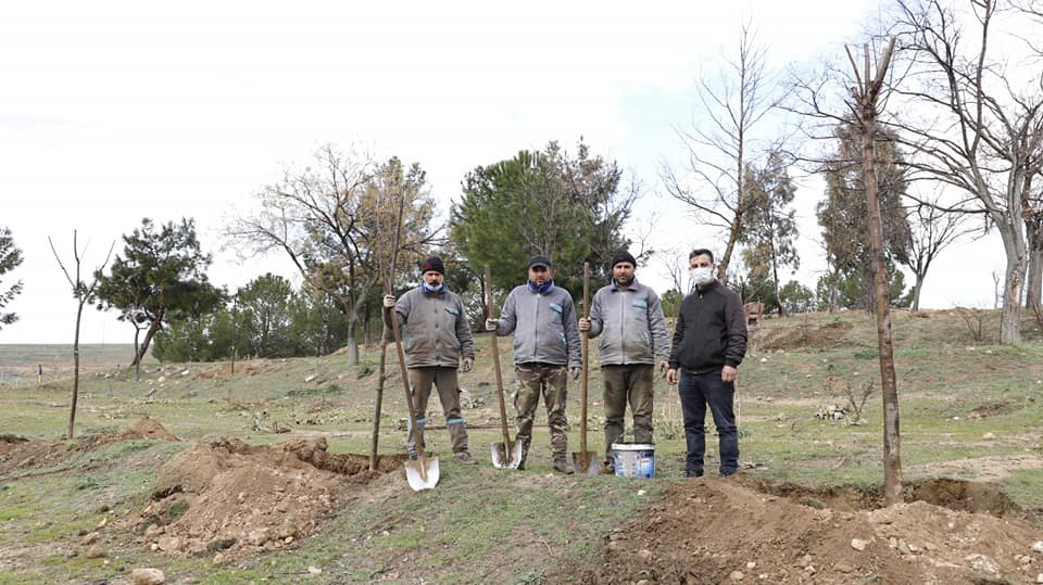 Park ve Bahçeler Müdürlüğü Ekiplerimiz Kemaliye Mahallemizde Ağaçlandırma Çalışmalarına Devam Ediyor