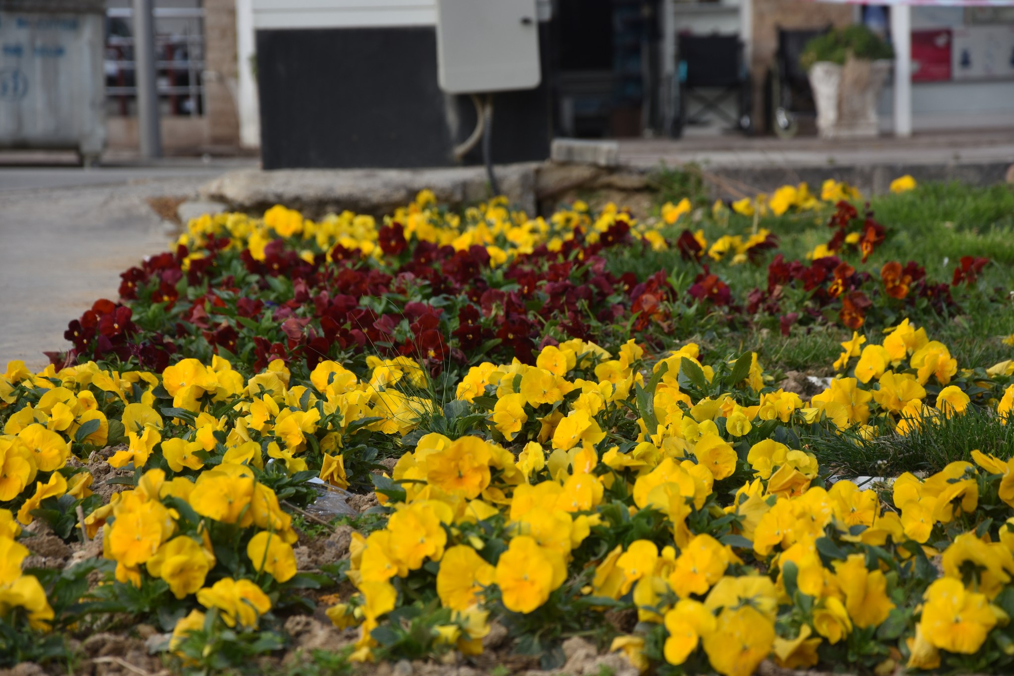 Park ve Bahçeler Müdürlüğüne bağlı ekiplerimiz, bahar çiçeklerini toprakla buluşturuyor 