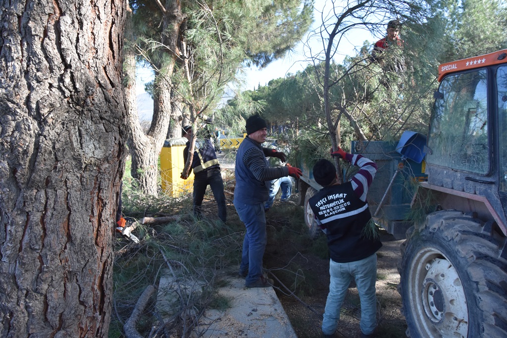 Park ve Bahçelerden Ağaç Budama Çalışmaları