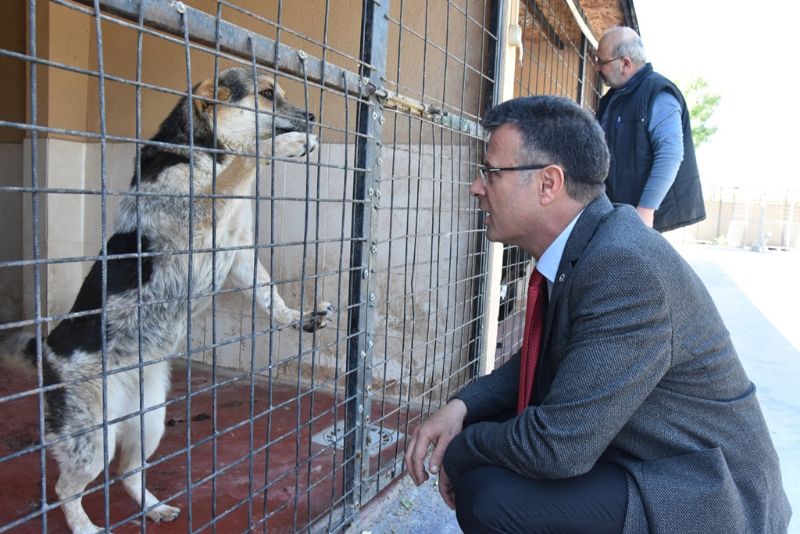 Sokak Hayvanlari Gecici Bakim Evi