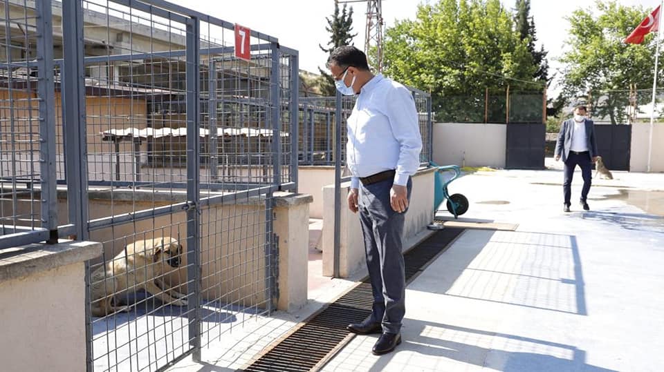 Sokak Hayvanları Geçici Bakım Evinde Yapılan Mazgal Çalışmalarını  Yerinde İnceledik