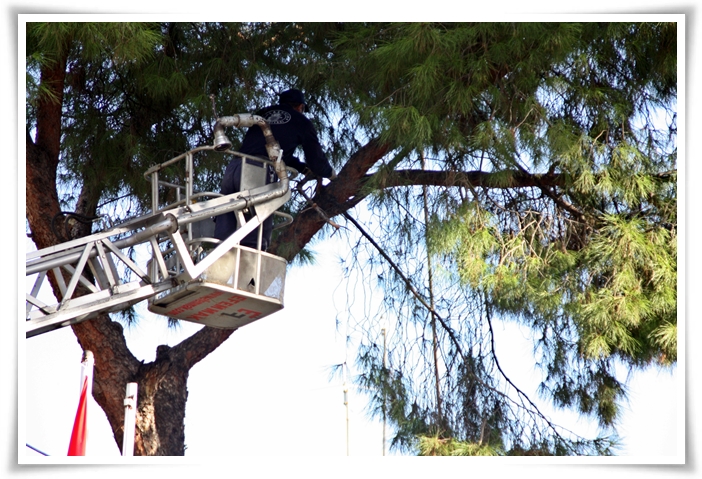 Park ve Bahçelerin Kış Bakımı Yapıldı