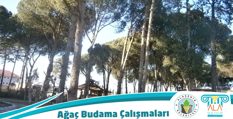 Ağaç Budama Çalışmaları