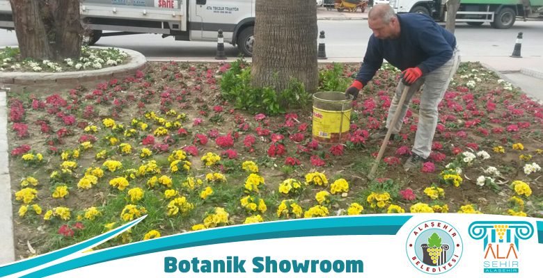 BOTANİK SHOWROOM