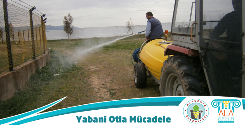 YABANİ OTLARIN ISLAH ÇALIŞMASI