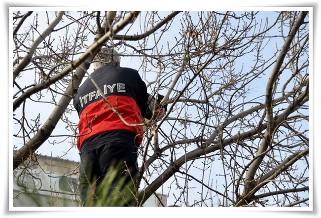 CANAKKALE/DHA: CANAKKALE KENT MERKEZINDEKI BIR PARKIN BAHCESINDEKI AGACTA MAHSUR KALAN KEDIYI KURTARMAK ISTEYEN ITFAIYE ERI KEDIYI ELIYLE ALIP KURTARMAK YERINE KEDININ MAHSUR KALDIGI DALI SALLAYARAK KEDIYI YERE DUSURDU. (FOTO: MUSTAFA SUICMEZ / CANAKKALE, DHA)