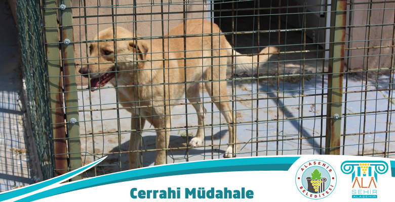SOKAK HAYVANLARINA CERRAHİ MÜDAHALE