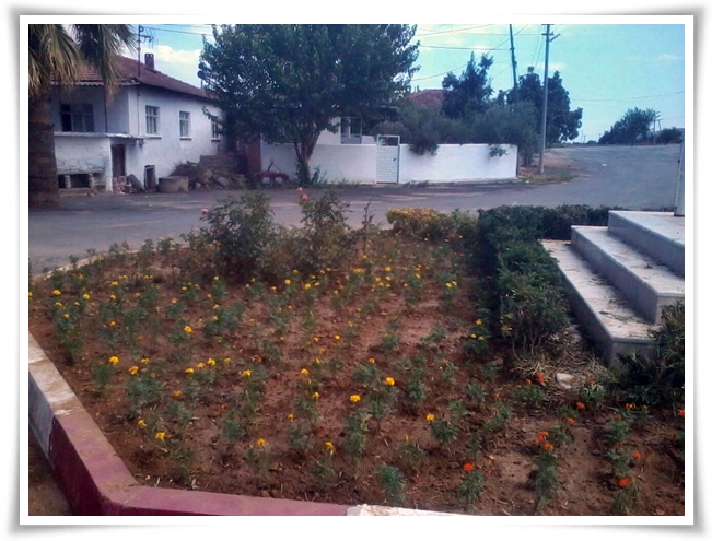 yabani_ot_ile_mucadele (11)