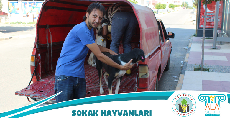 SOKAK HAYVANLARI KANUNU YERİNE GETİRİLİYOR