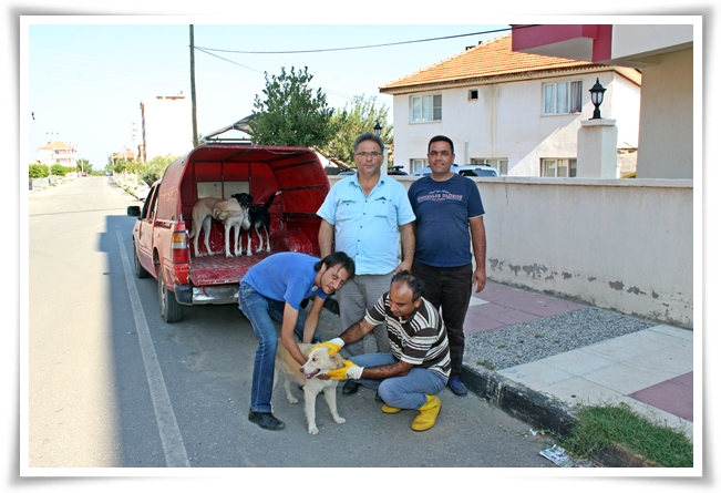 sokak_hayvanlari (1)