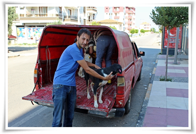 sokak_hayvanlari (2)