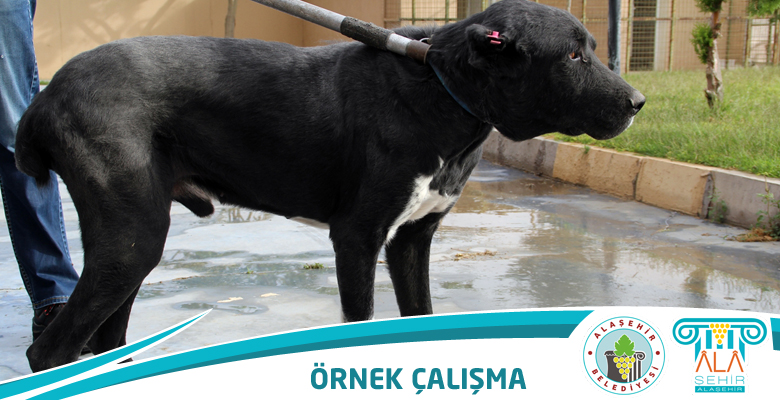 ALAŞEHİR BELEDİYESİNDEN ÖRNEK ÇALIŞMA