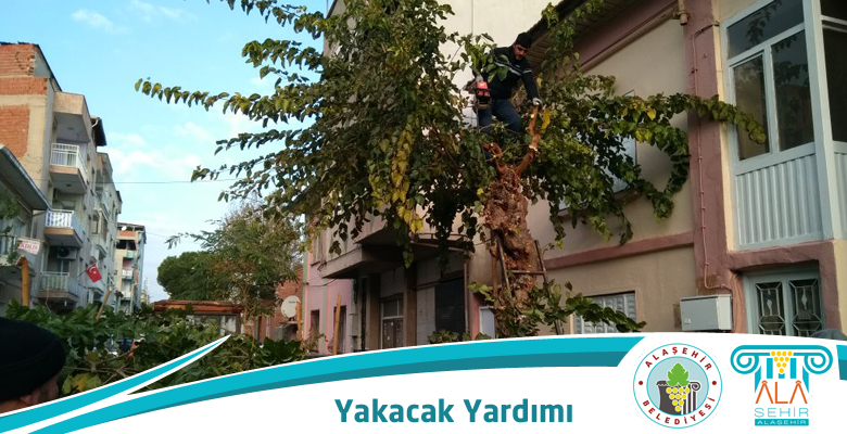 BUDANAN AĞAÇLAR YAKACAK YARDIMI OLUYOR