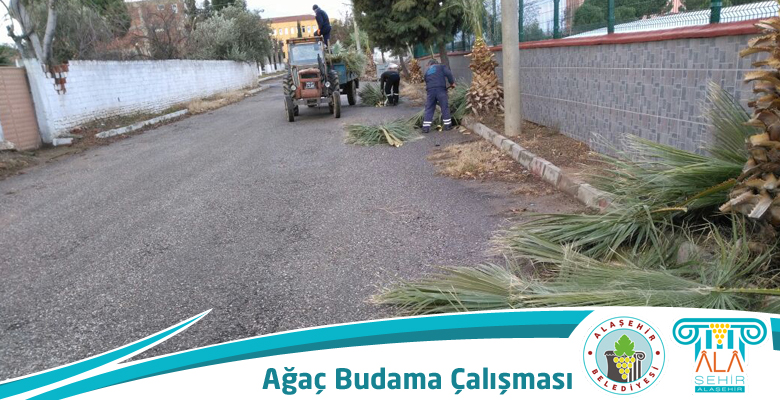 AĞAÇ BUDAMA ÇALIŞMALARINA DEVAM