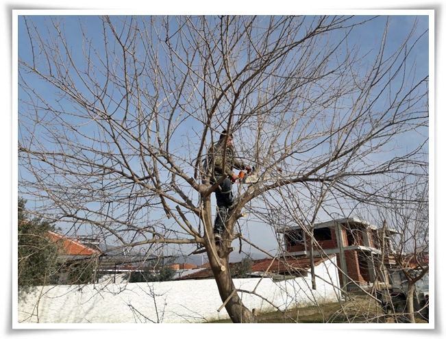 agac_budama_calismalari (4)