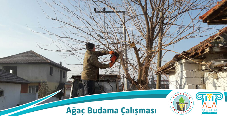 AĞAÇ BUDAMA ÇALIŞMALARINA DEVAM