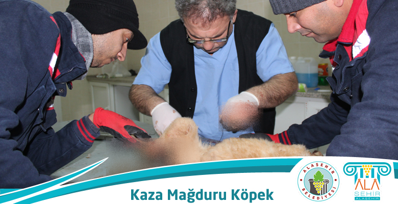 BAŞIBOŞ SOKAK HAYVANLARI BARINAĞININ MİSAFİRİ TRAFİK KAZASI MAĞDURU MİNİK KÖPEKTİ