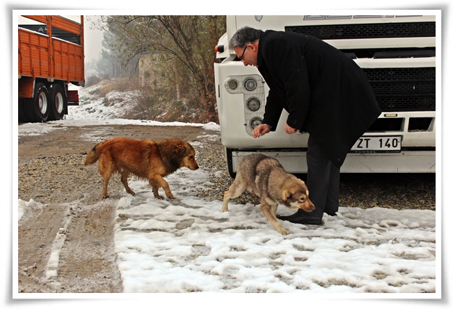 sokak_hayvanlarina_mama-3