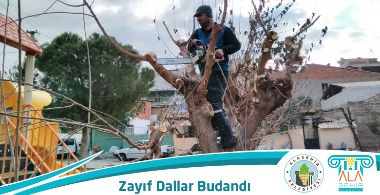 ZAYIF DALLAR BUDANDI