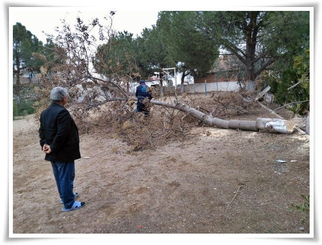 agac_budama_calismasi (2)