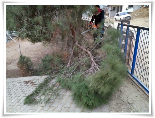 agac_budama_calismasi (3)