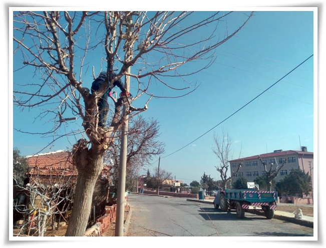 agac_budama_calismasi (4)