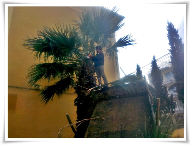 agac_budama_calismalari (4)