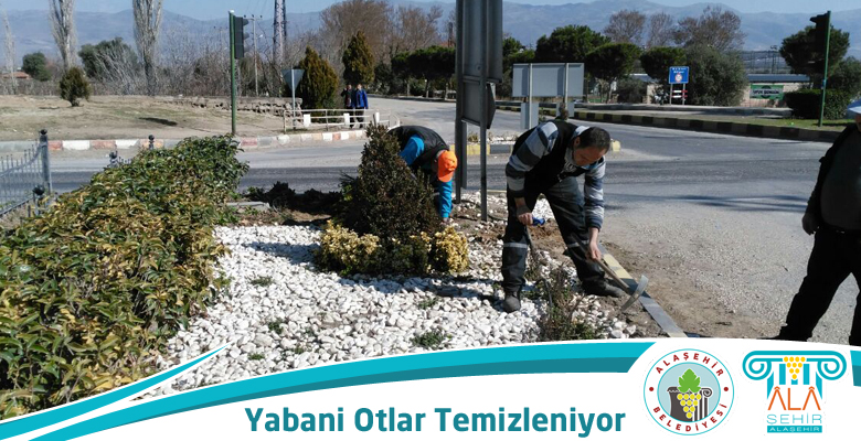 YABANİ  OTLAR TEMİZLENİYOR