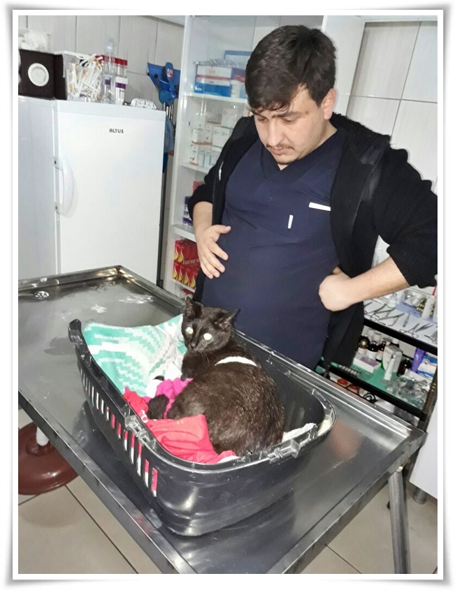 yarali_kedi (3)
